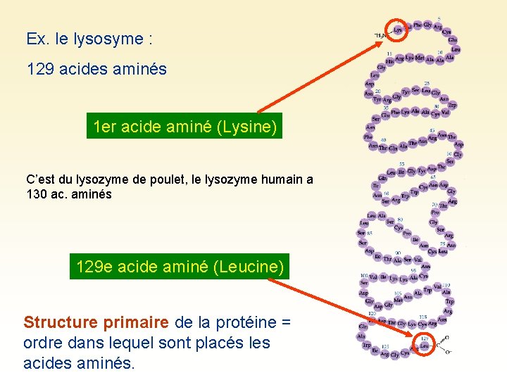 Ex. le lysosyme : 129 acides aminés 1 er acide aminé (Lysine) C’est du