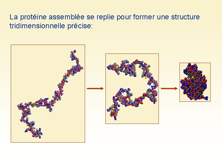 La protéine assemblée se replie pour former une structure tridimensionnelle précise: 