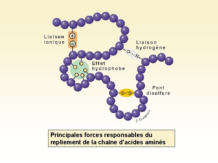 Principales forces responsables du repliement de la chaîne d’acides aminés 