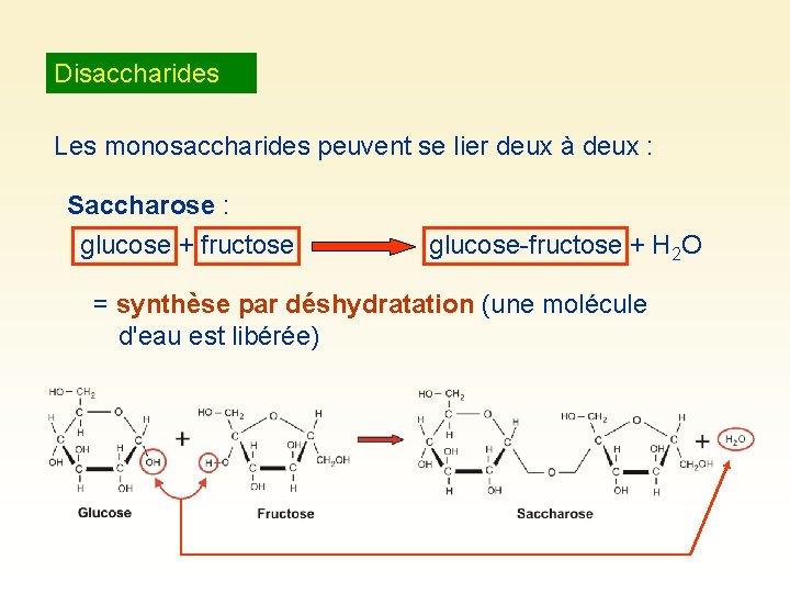 Disaccharides Les monosaccharides peuvent se lier deux à deux : Saccharose : glucose +