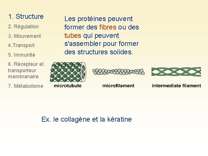 1. Structure 2. Régulation 3. Mouvement 4. Transport 5. Immunité Les protéines peuvent former