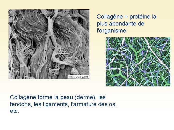 Collagène = protéine la plus abondante de l'organisme. Collagène forme la peau (derme), les