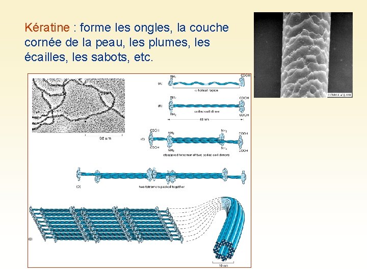 Kératine : forme les ongles, la couche cornée de la peau, les plumes, les