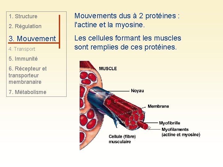 1. Structure 2. Régulation 3. Mouvement 4. Transport 5. Immunité 6. Récepteur et transporteur