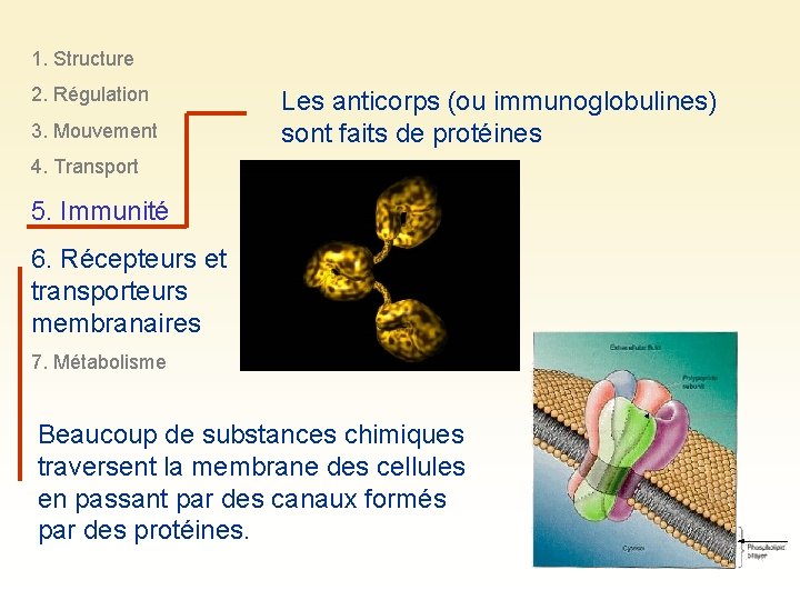 1. Structure 2. Régulation 3. Mouvement Les anticorps (ou immunoglobulines) sont faits de protéines