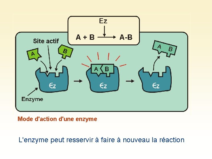 Mode d'action d'une enzyme L'enzyme peut resservir à faire à nouveau la réaction 