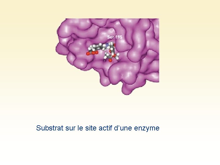 Substrat sur le site actif d’une enzyme 