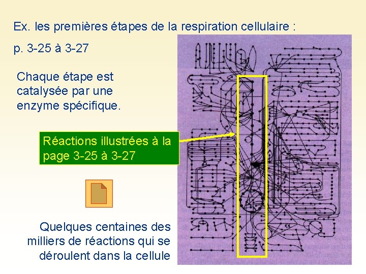 Ex. les premières étapes de la respiration cellulaire : p. 3 -25 à 3