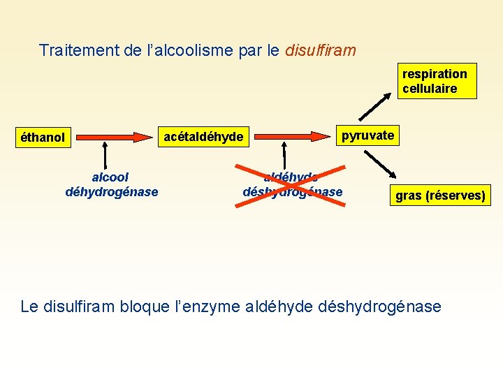 Traitement de l’alcoolisme par le disulfiram respiration cellulaire éthanol alcool déhydrogénase acétaldéhyde pyruvate aldéhyde