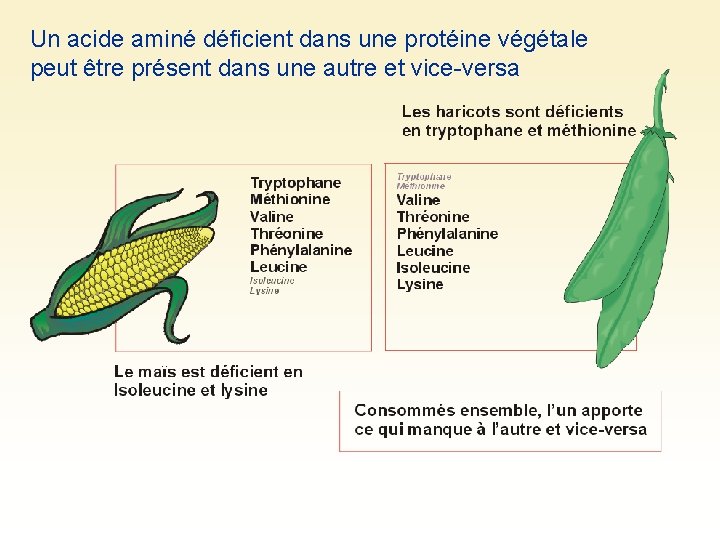 Un acide aminé déficient dans une protéine végétale peut être présent dans une autre