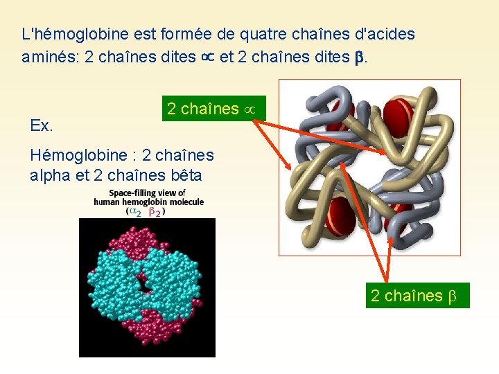 L'hémoglobine est formée de quatre chaînes d'acides aminés: 2 chaînes dites et 2 chaînes