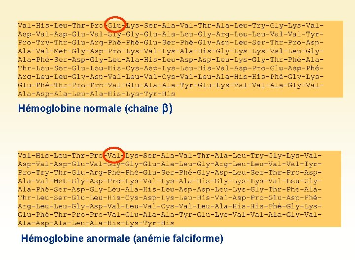 Hémoglobine normale (chaîne ) Hémoglobine anormale (anémie falciforme) 