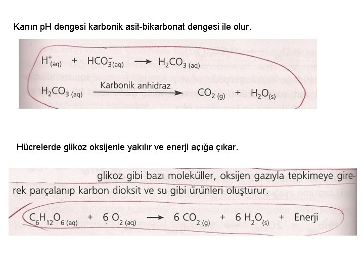 Kanın p. H dengesi karbonik asit-bikarbonat dengesi ile olur. Hücrelerde glikoz oksijenle yakılır ve