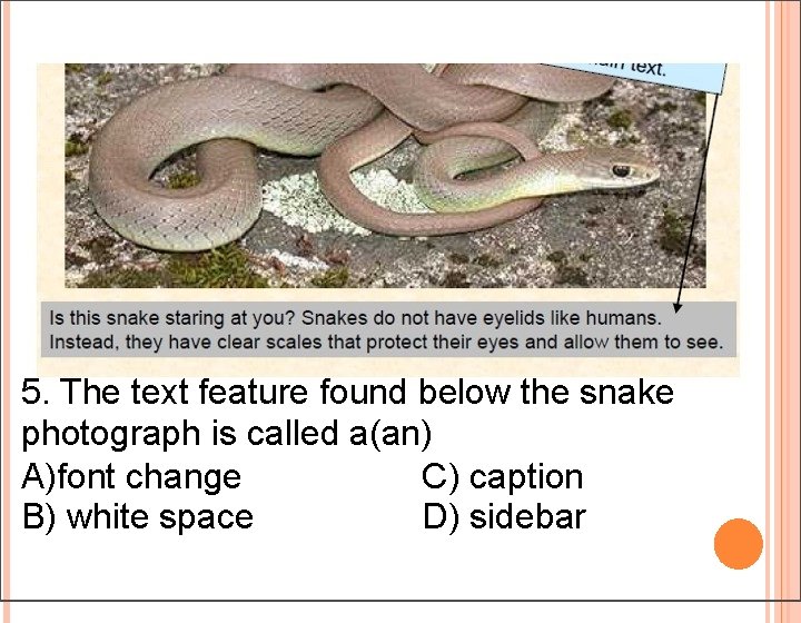5. The text feature found below the snake photograph is called a(an) A)font change 5. The text feature found below the snake photograph is called a(an) A)font change