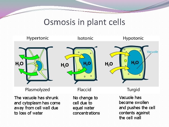 Osmosis in plant cells The vacuole has shrunk and cytoplasm has come away from