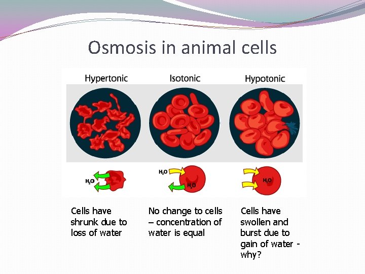 Osmosis in animal cells Cells have shrunk due to loss of water No change