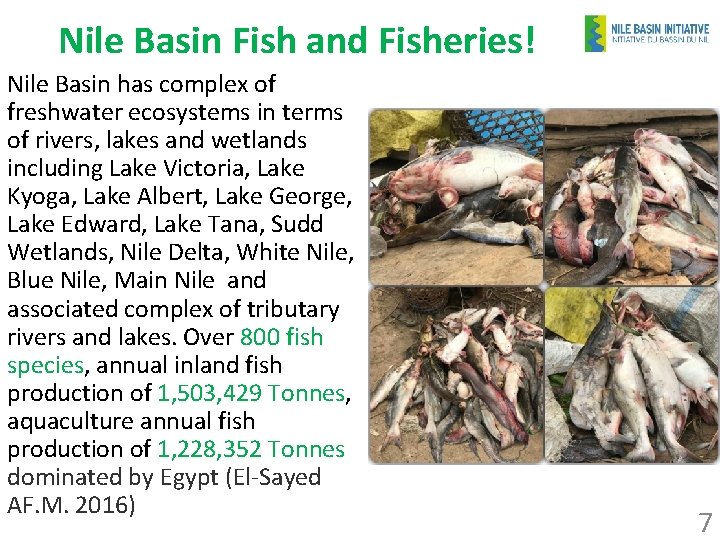 Nile Basin Fish and Fisheries! Nile Basin has complex of freshwater ecosystems in terms