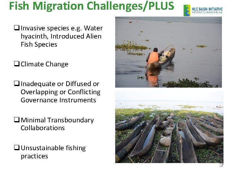 Fish Migration Challenges/PLUS q. Invasive species e. g. Water hyacinth, Introduced Alien Fish Species