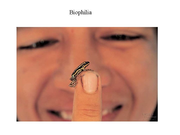 Biophilia 