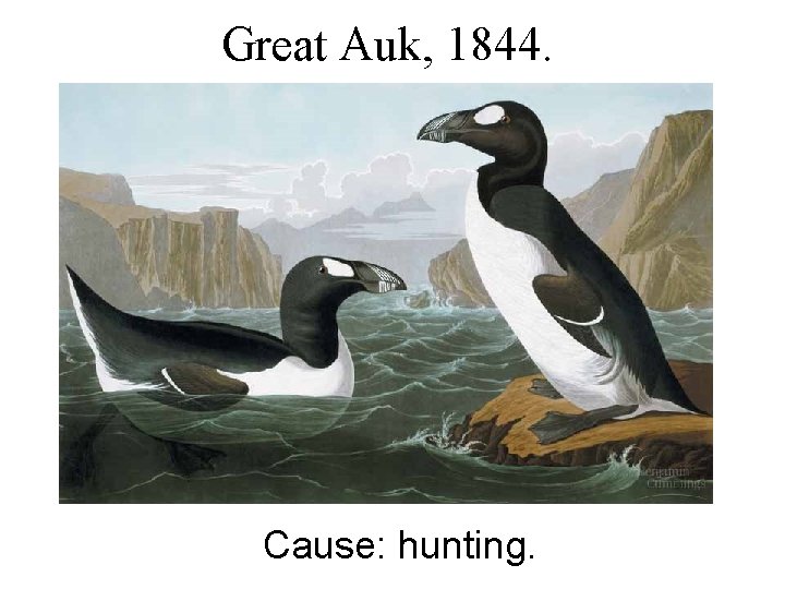 Great Auk, 1844. Cause: hunting. 