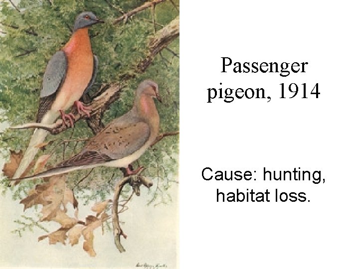 Passenger pigeon, 1914 Cause: hunting, habitat loss. 
