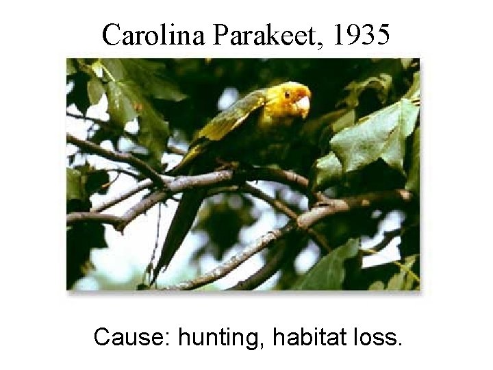 Carolina Parakeet, 1935 Cause: hunting, habitat loss. 