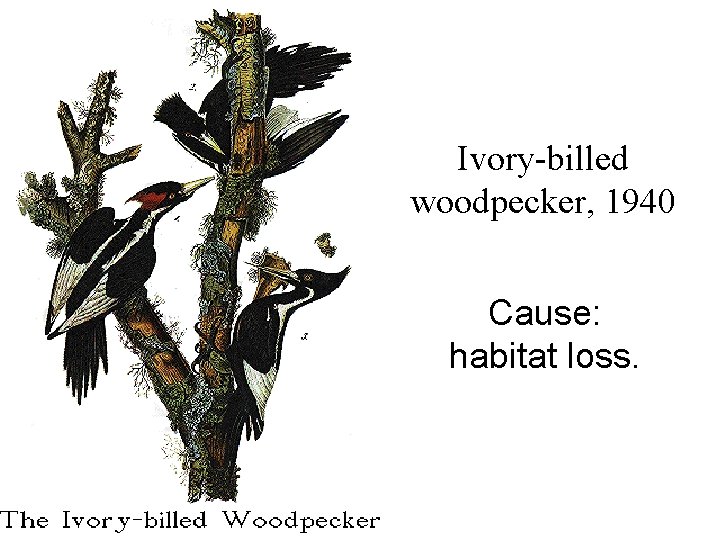 Ivory-billed woodpecker, 1940 Cause: habitat loss. 
