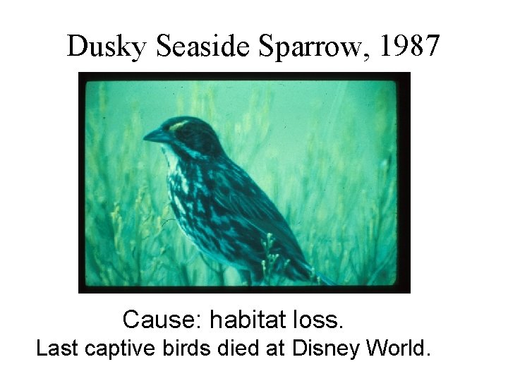 Dusky Seaside Sparrow, 1987 Cause: habitat loss. Last captive birds died at Disney World.