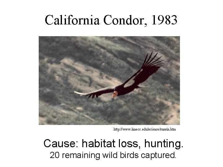 California Condor, 1983 http: //www. lanecc. edu/science/russin. htm Cause: habitat loss, hunting. 20 remaining