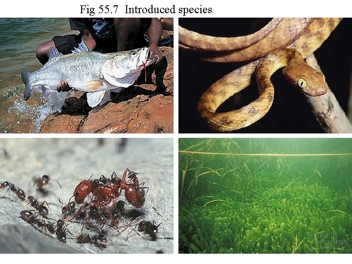 Fig 55. 7 Introduced species 