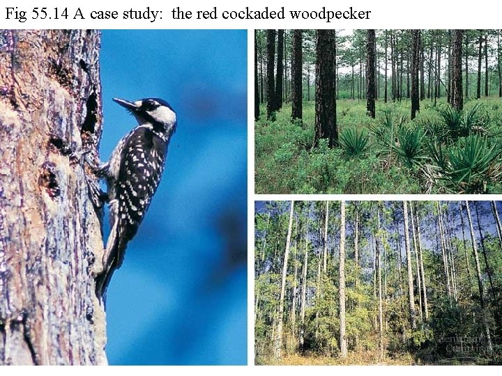 Fig 55. 14 A case study: the red cockaded woodpecker 