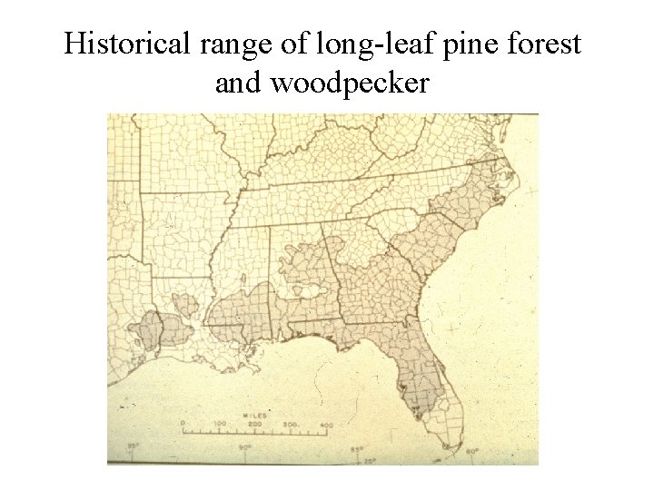 Historical range of long-leaf pine forest and woodpecker 