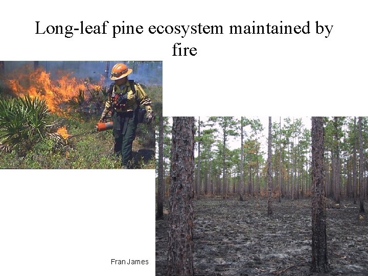 Long-leaf pine ecosystem maintained by fire Fran James 