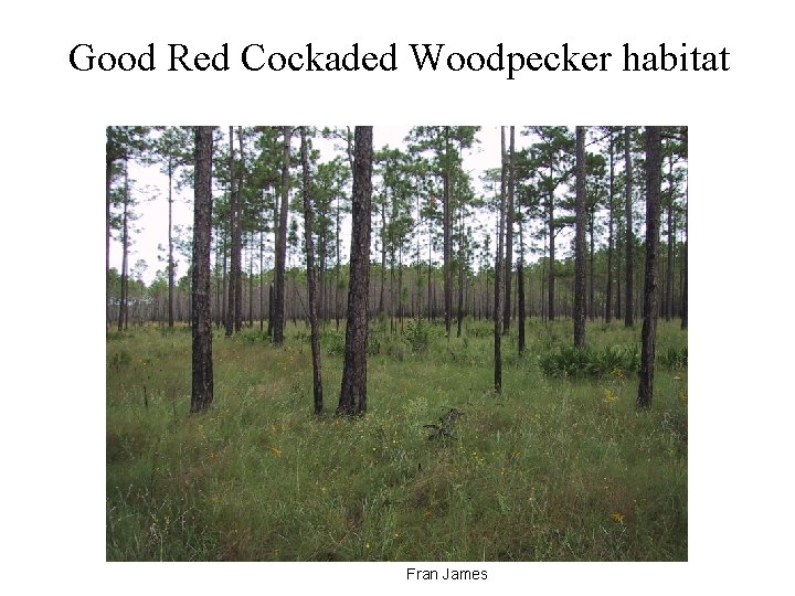 Good Red Cockaded Woodpecker habitat Fran James 