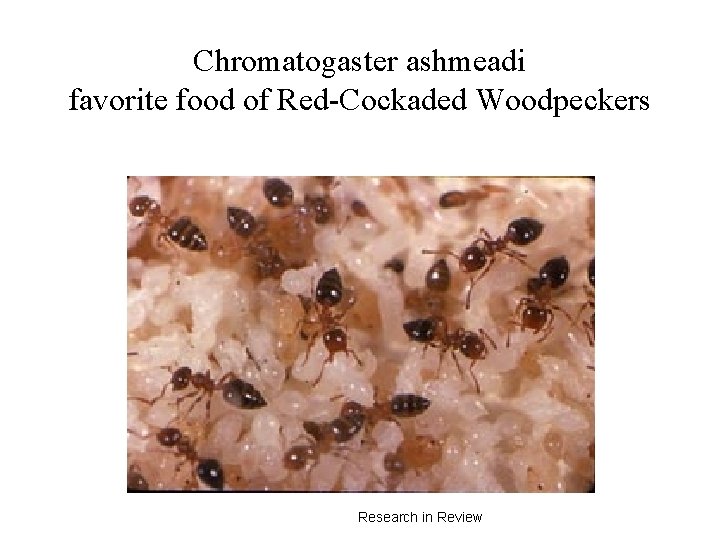 Chromatogaster ashmeadi favorite food of Red-Cockaded Woodpeckers Research in Review 