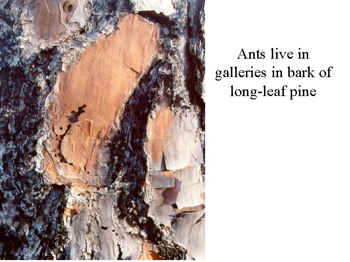 Ants live in galleries in bark of long-leaf pine 