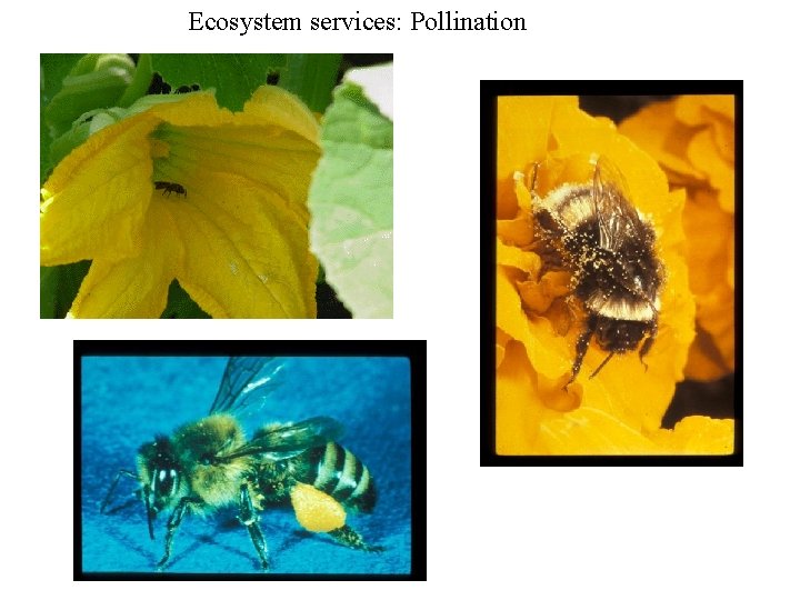 Ecosystem services: Pollination 