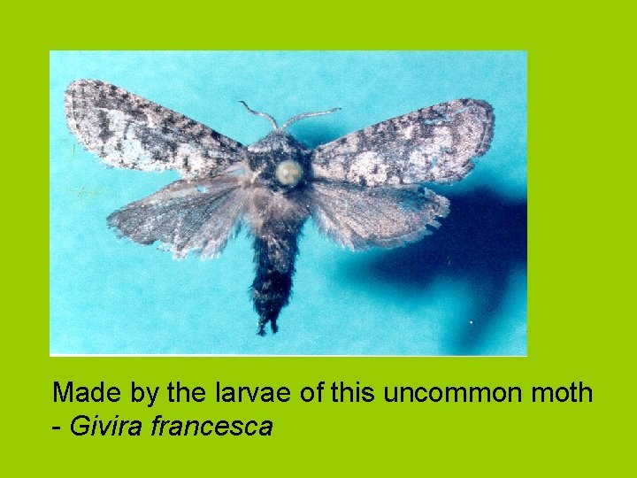 Made by the larvae of this uncommon moth - Givira francesca 