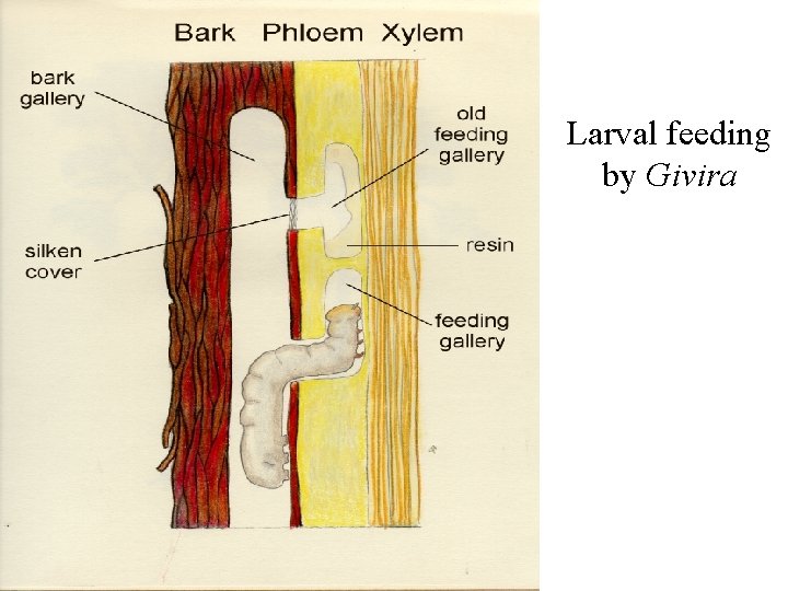 Larval feeding by Givira 