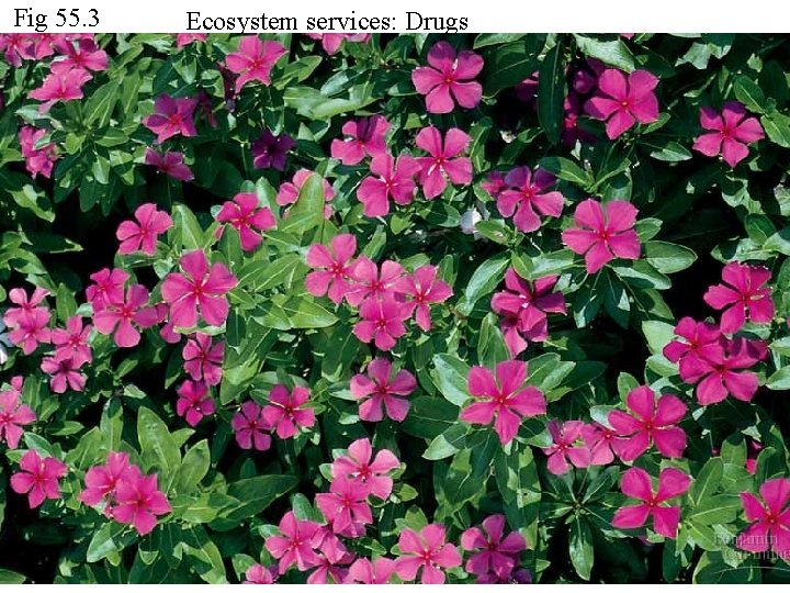 Fig 55. 3 Ecosystem services: Drugs 