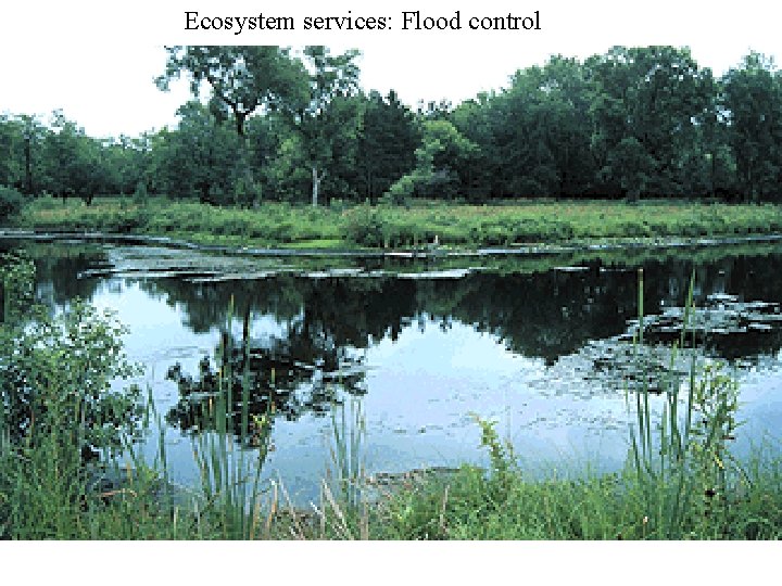 Ecosystem services: Flood control 