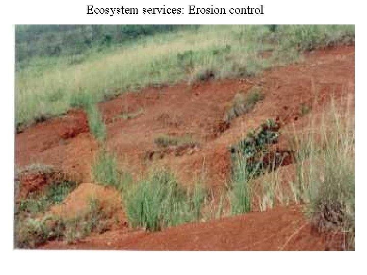 Ecosystem services: Erosion control 