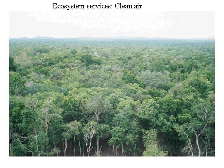 Ecosystem services: Clean air 