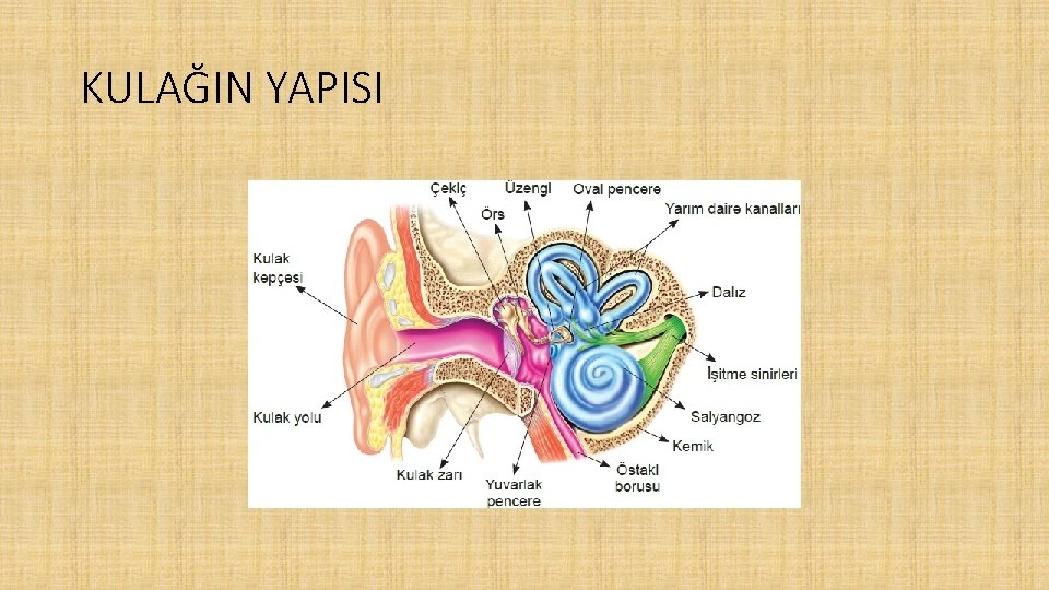 KULAĞIN YAPISI 