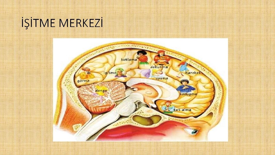 İŞİTME MERKEZİ 