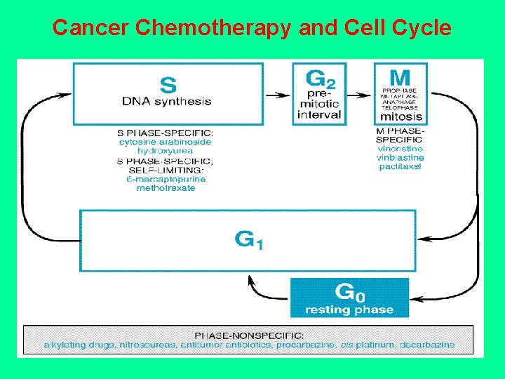 Cancer Chemotherapy and Cell Cycle 