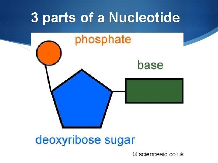 3 parts of a Nucleotide 