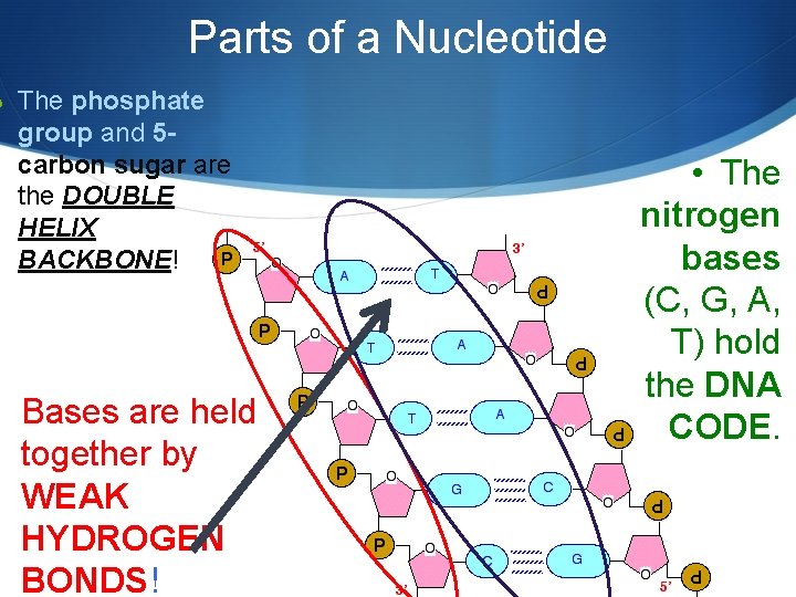 Parts of a Nucleotide S The phosphate group and 5 carbon sugar are the