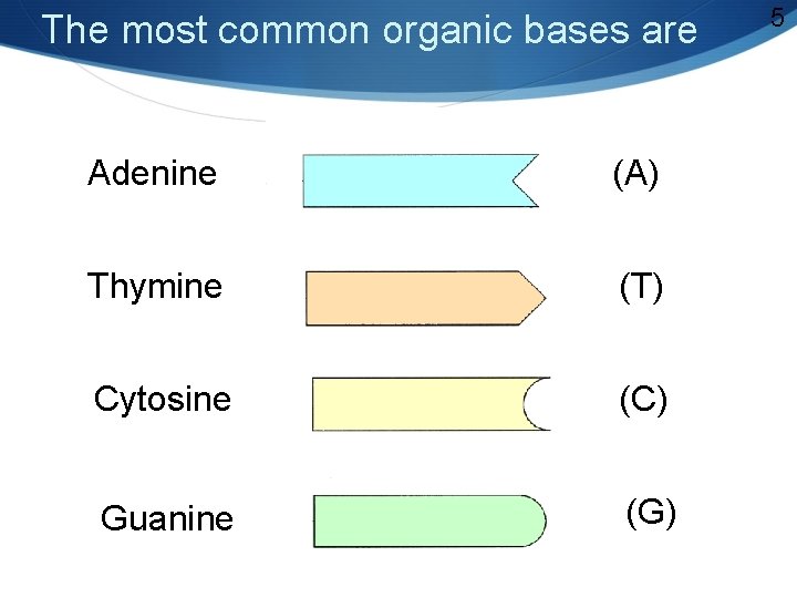 The most common organic bases are Adenine (A) Thymine (T) Cytosine (C) Guanine (G)