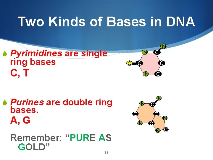 Two Kinds of Bases in DNA N S Pyrimidines are single ring bases N